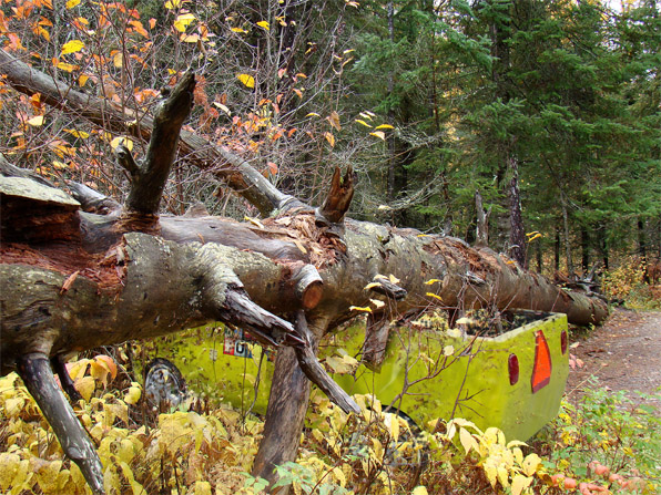 Tree fallen on truck