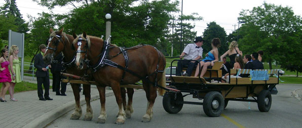 Horse drawn buggy